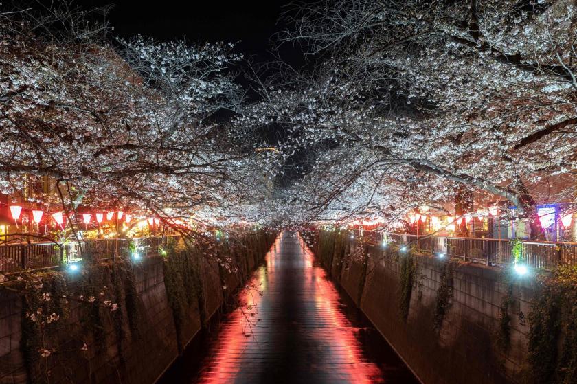 Những cây anh đào nở rộ được chiếu sáng dọc sông Meguro ở Tokyo