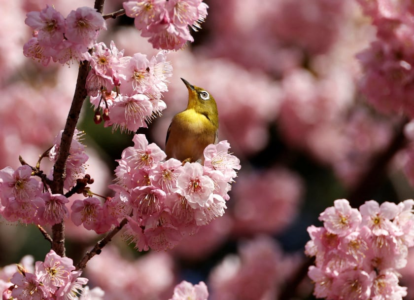 Chim đậu trên bông hoa anh đào nở sớm trong một công viên ở Tokyo, Nhật Bản