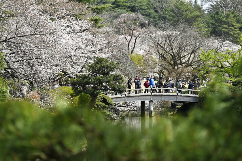 Tận hưởng một ngày đẹp trời trong công viên vào mùa hoa anh đào ở Tokyo, Nhật Bản