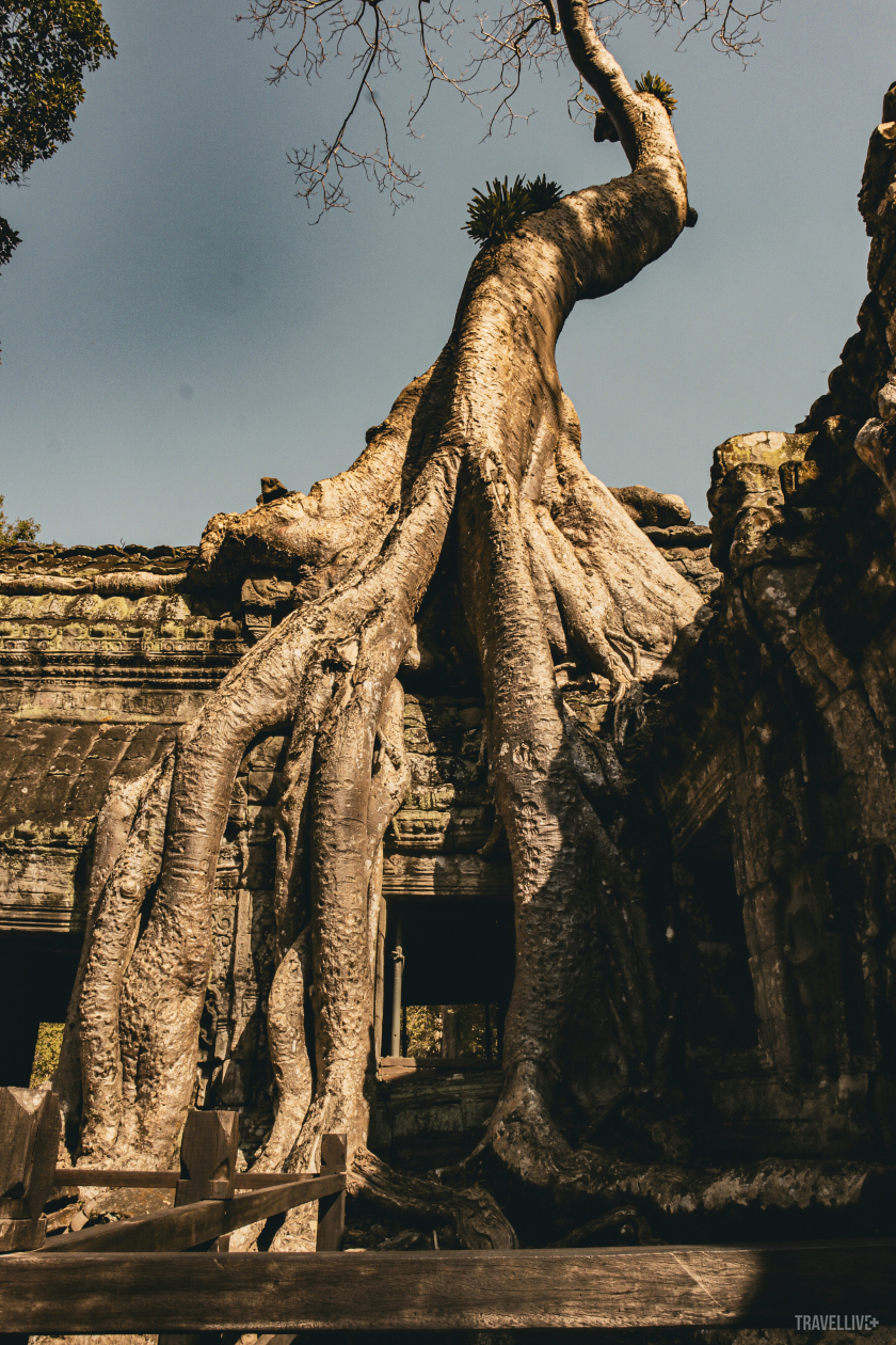 Một hình ảnh tiêu biểu ở Ta Prohm. Các rễ cây bông gòn khổng lồ đã phát triển và ‘ôm trọn’ các ngôi đền.