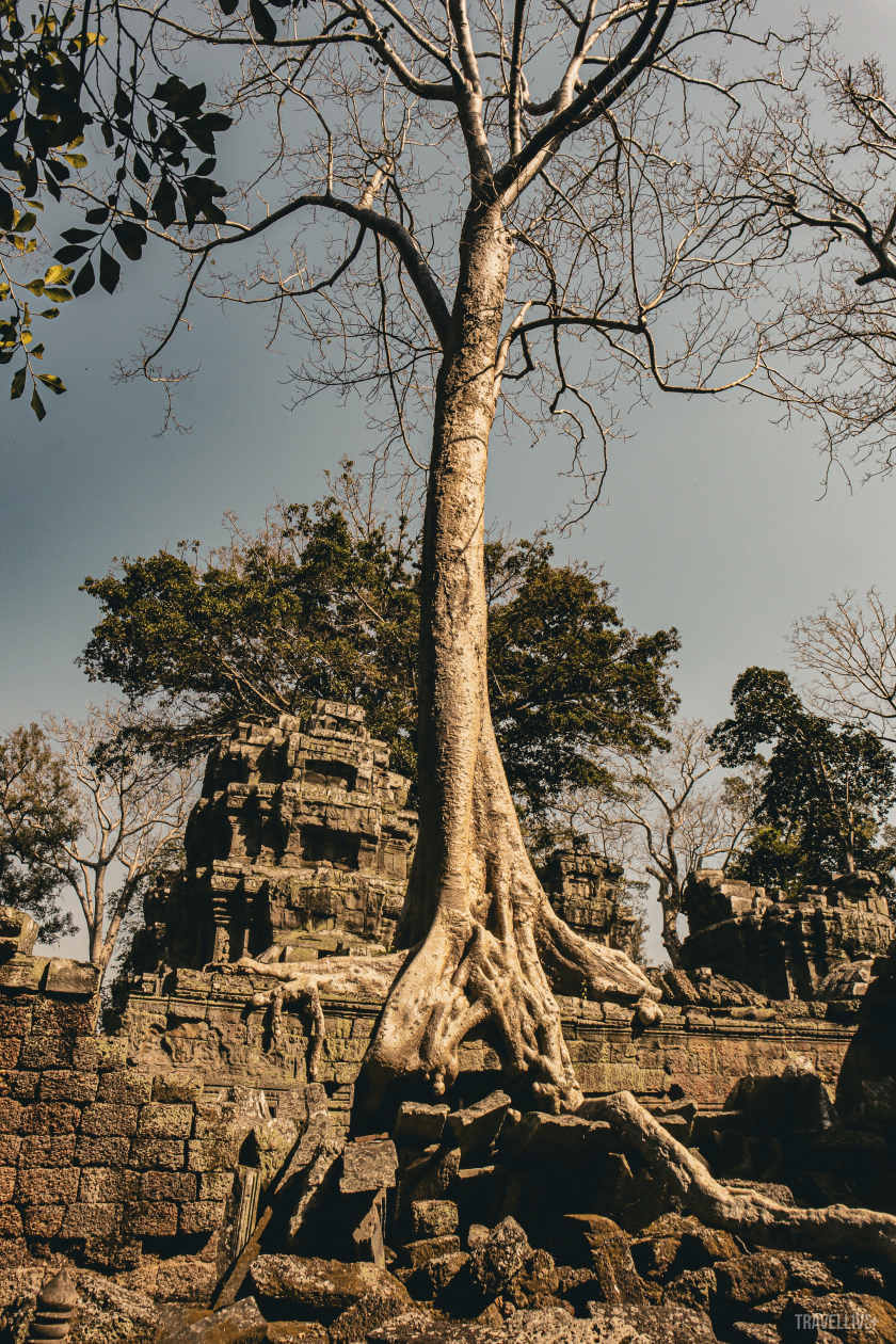 Một hình ảnh tiêu biểu ở Ta Prohm. Các rễ cây bông gòn khổng lồ đã phát triển và ‘ôm trọn’ các ngôi đền.