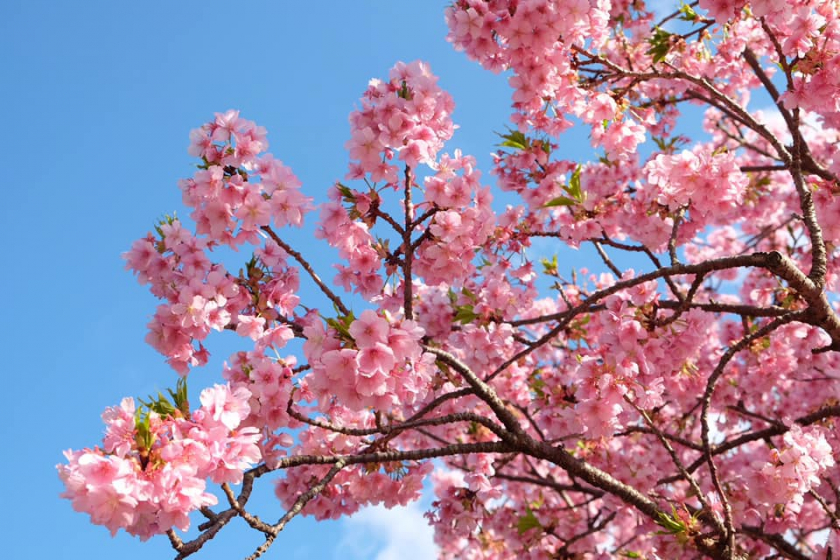 Thời điểm này đang là mùa hoa anh đào nở rộ nhất tại Nhật Bản
