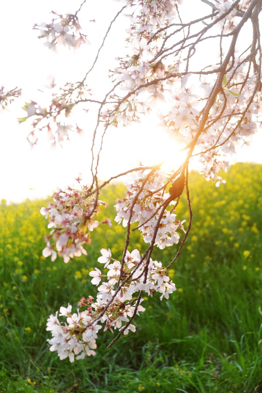 Hoa anh đào còn là biểu tượng cho sự tươi mới và hy vọng trong văn hóa Nhật Bản