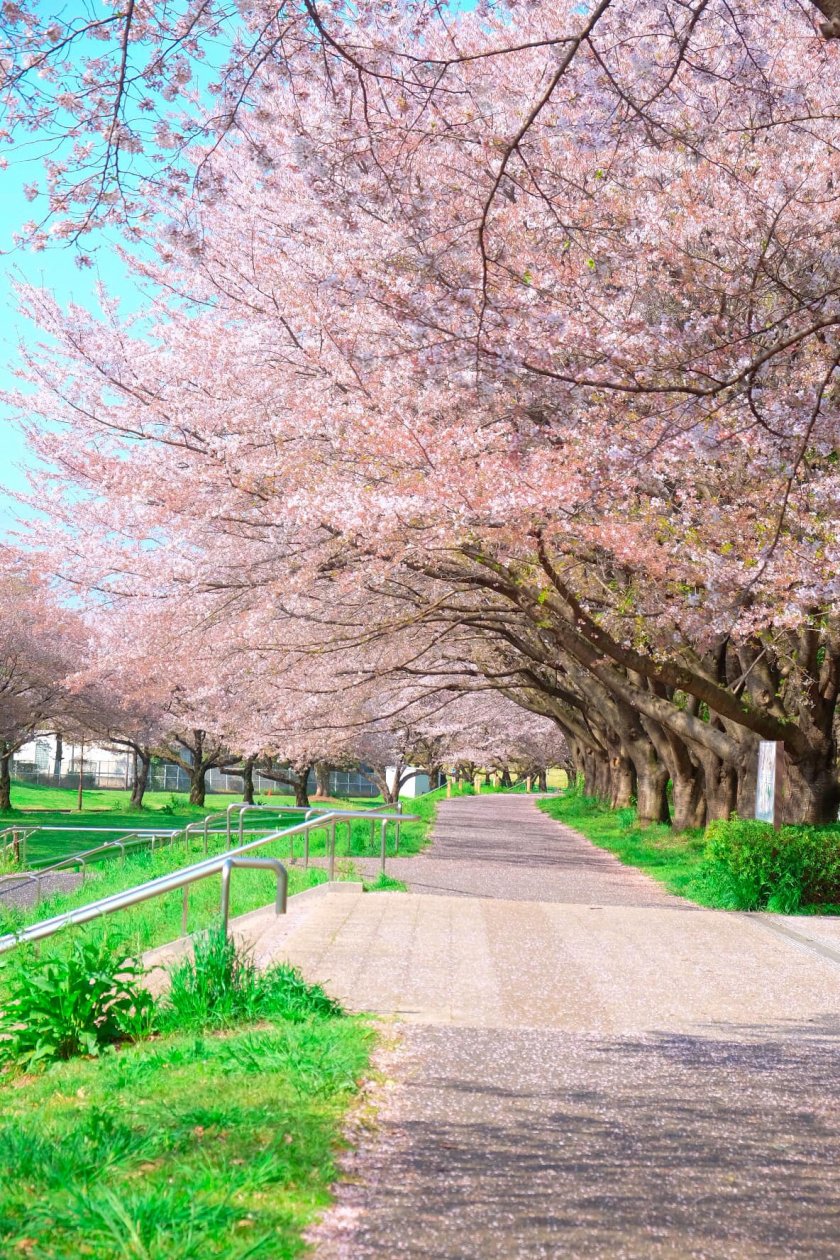 Nước Nhật trồng hoa anh đào ở hầu như tất cả mọi con đường nên bạn có thể ngắm hoa ở bất kỳ đâu