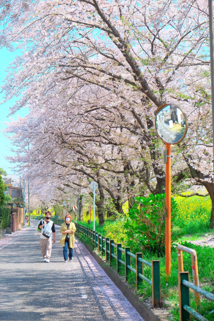 Nước Nhật trồng hoa anh đào ở hầu như tất cả mọi con đường nên bạn có thể ngắm hoa ở bất kỳ đâu