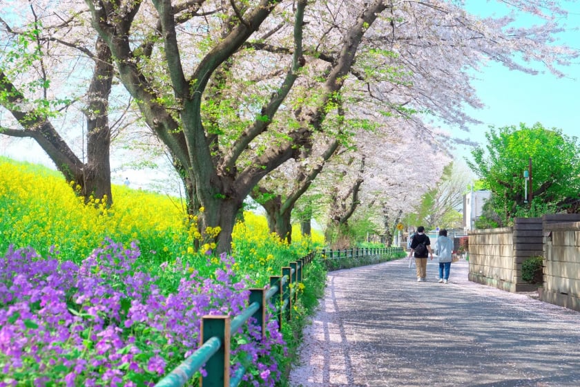 Du khách có thể đi dạo quanh công viên và ngắm nhìn cảnh quan tuyệt đẹp này và cùng nhau ghi lại khoảnh khắc đẹp nhất của mùa Xuân