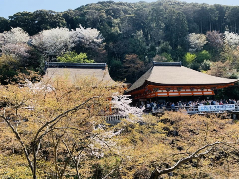 Mùa hoa anh đào ở Nhật Bản thu hút đông đảo khách du lịch. Ảnh: Bằng Linh