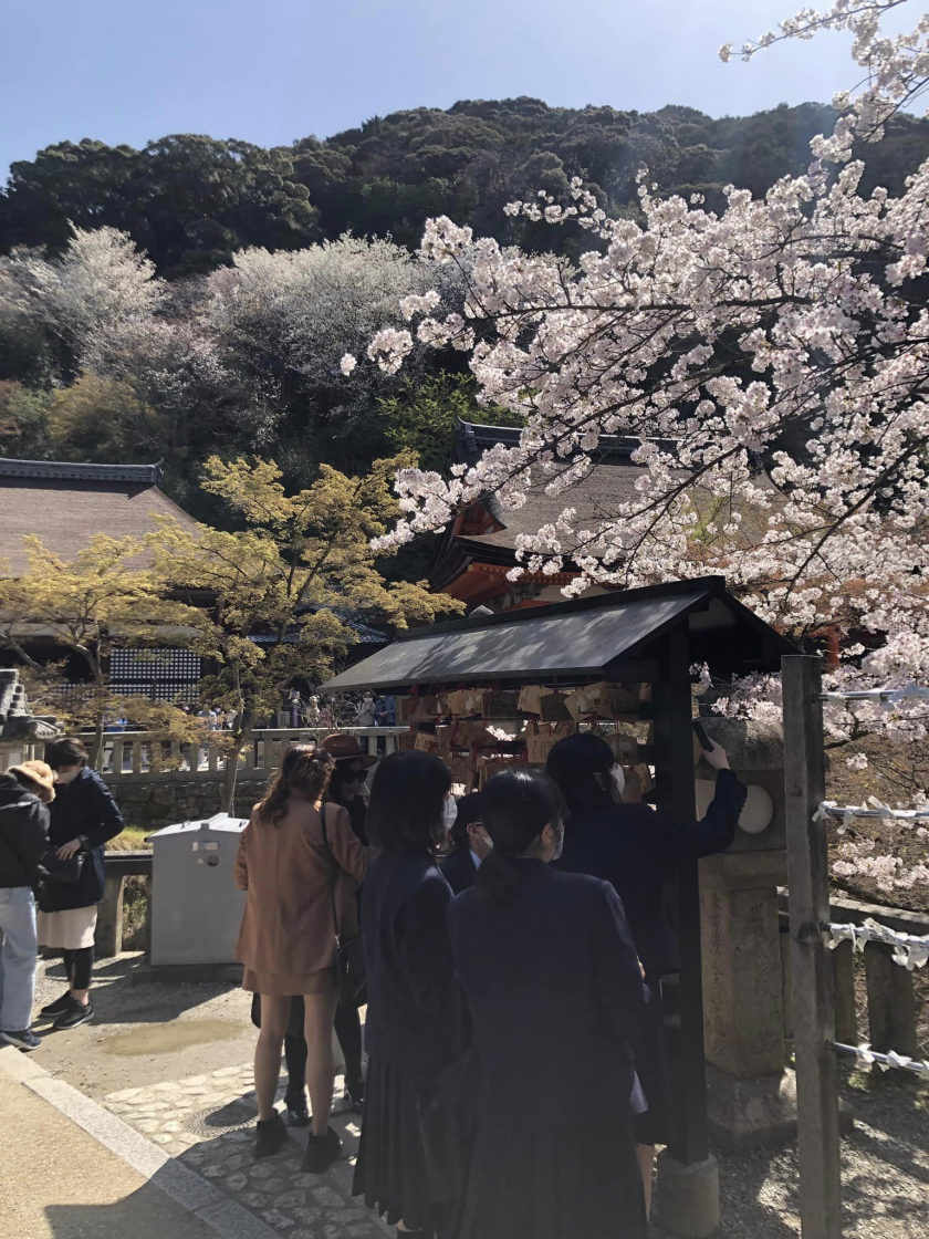 Khách du lịch nước ngoài đổ dồn đến Nhật Bản vào mùa hoa anh đào. Ảnh: Bằng Linh