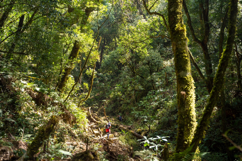 Du khách trekking lên Tà Chì Nhù có cơ hội đi qua khu rừng nguyên sinh tuyệt đẹp.