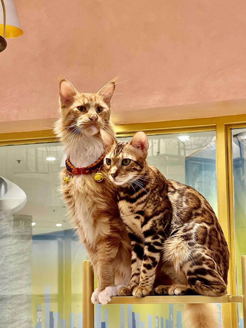 Chú mèo giống Maine Coon (bên trái), Bengal (bên phải)