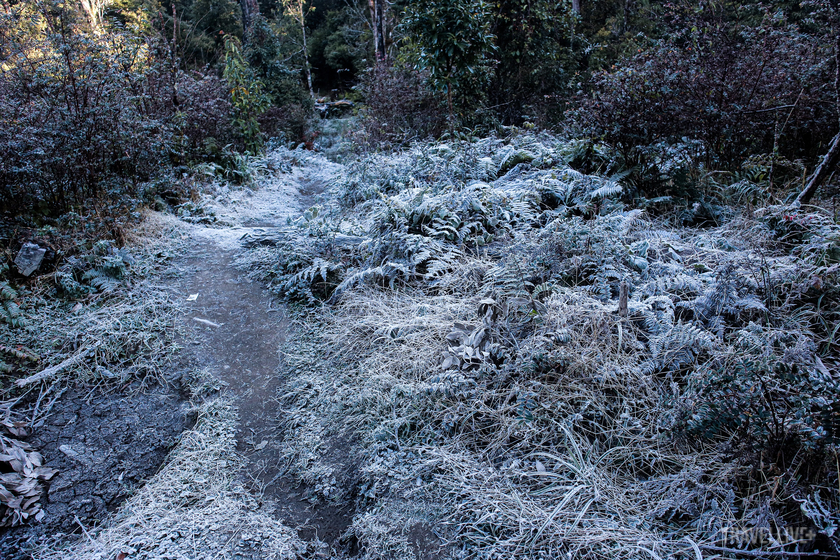 Những giọt sương đã đóng băng trên lá vào sáng hôm sau, nhiệt độ lúc này chỉ tầm 1,2 độ.