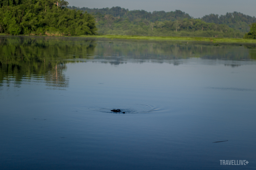 Hình ảnh một chú cá sấu nổi bật trong cảnh quan im tịch của Bàu Sấu.