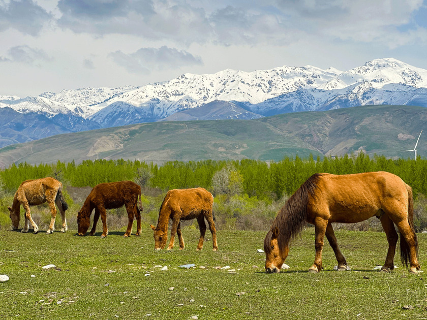 Khung cảnh yên bình của đàn ngựa nhởn nhơ gặm cỏ trên thảo nguyên.