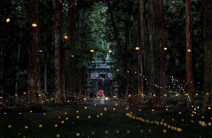 Ánh sáng của rừng đom đóm tại Uchio shrine, Hyōgo