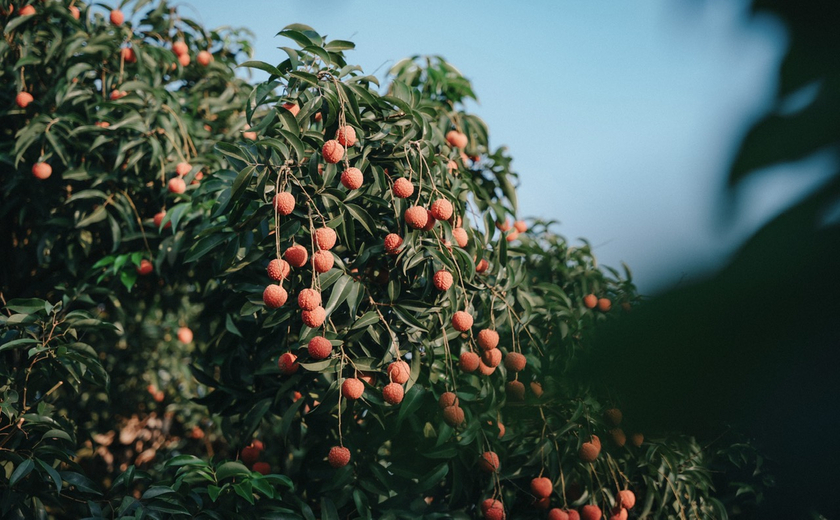 Vải thiều Bắc Giang nổi tiếng khắp trong và ngoài nước, mỗi năm đến vụ loại trái cây này được xuất đi khắp nơi mang lại cho người dân nơi đây nguồn thu nhập đáng kể