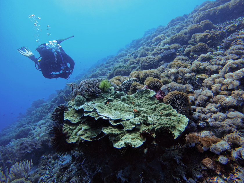 Hệ sinh thái Alor rất giống với Komodo và Raja Ampat (phần còn đẹp chưa bị tẩy trắng) nhưng rạn san hô tại Alor thì trải rất dài