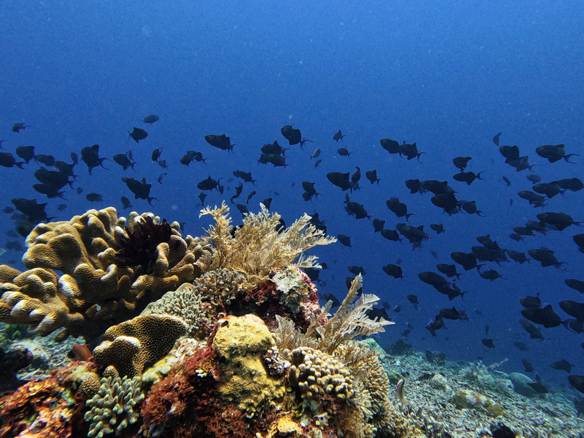 Rặng san hô phong phú và trải dài