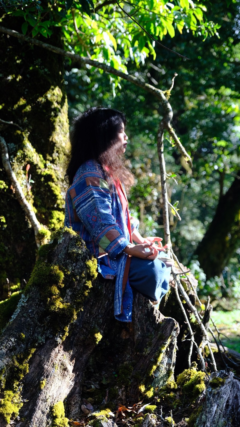 Thiền hành ở gốc cây cổ thụ trong rừng