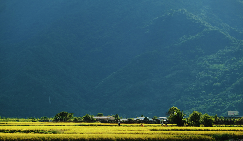 Ruộng lúa tại Chishang Township được quy hoạch rất đẹp.
