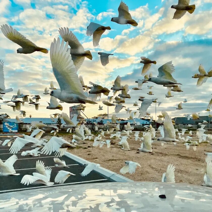 Những con chim ở Tây Úc. Chụp trên iPhone 12 Pro của George Allen