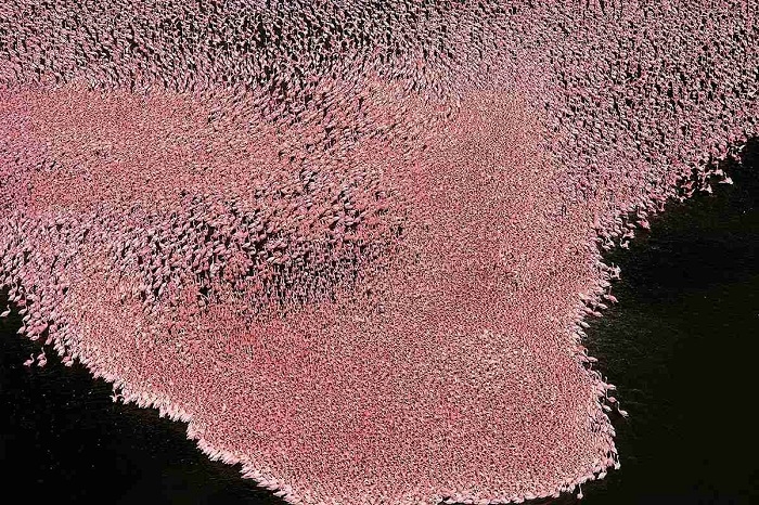 Được mệnh danh là “thiên đường” của loài hồng hạc, hồ có thể chứa đến hàng chục nghìn, thậm chí lên đến hàng triệu con