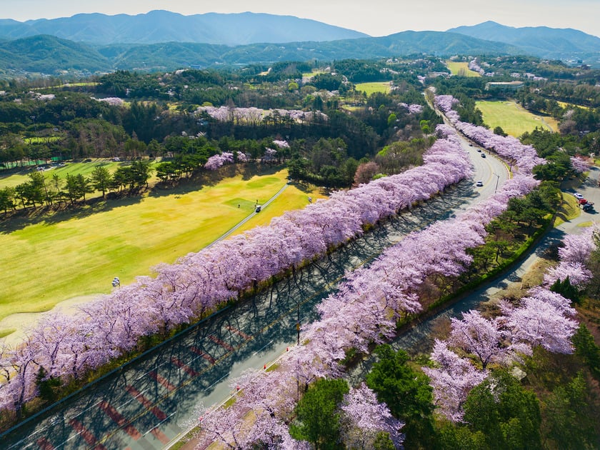Mùa hoa anh đào mà không đến cố đô Gyeongju thì thật là lãng phí. Nơi đây là thành phố duy nhất ở Hàn Quốc mà hoa anh đào có mặt ở khắp nơi