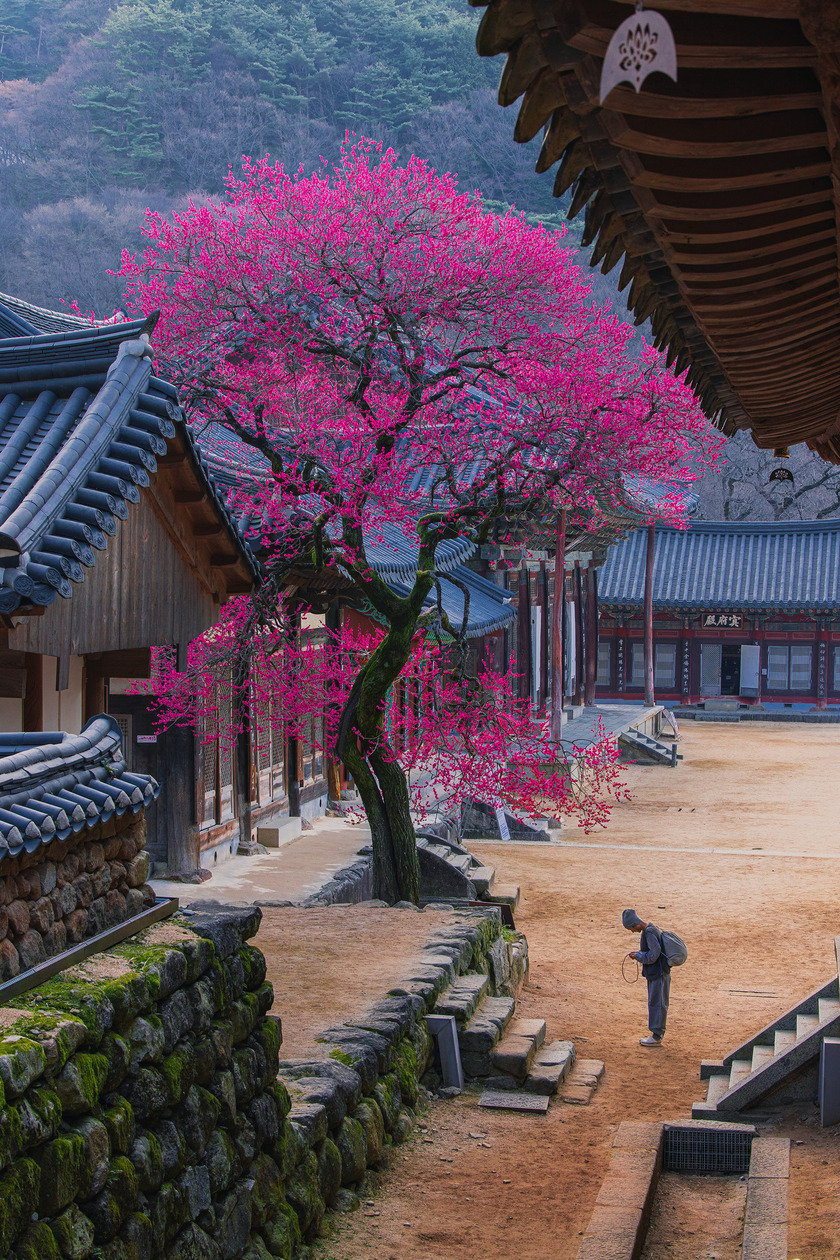 Ngôi chùa cổ có tên gọi Hwaeomsa, nằm trên sườn núi Jirisan, ở Masan-myeon, Quận Gurye, thuộc tỉnh Nam Jeolla, Hàn Quốc. Bên trong khuôn viên chùa có cây mơ hồng rất nổi tiếng và được rất nhiều người đến tham quan chụp ảnh. Họ quan niệm rằng, cây mơ hồng rất linh thiêng nên ai tới đây ngắm và chụp ảnh sẽ đem lại may mắn 