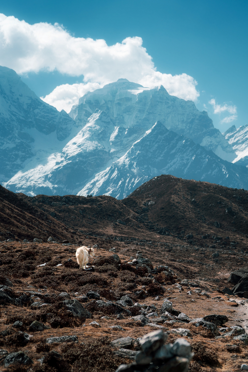 Cung đường tới hồ Gokyo vắng vẻ hơn, các ngôi làng cũng xa nhau tạo cảm giác thư thái, một mình giữa thiên nhiên hùng vĩ. Đâu đó còn có thể bắt gặp những chú bò Yak nghỉ ngơi bên đường, chú dê, hươu hoang dã hay loài chim trĩ Himalaya quý hiếm.