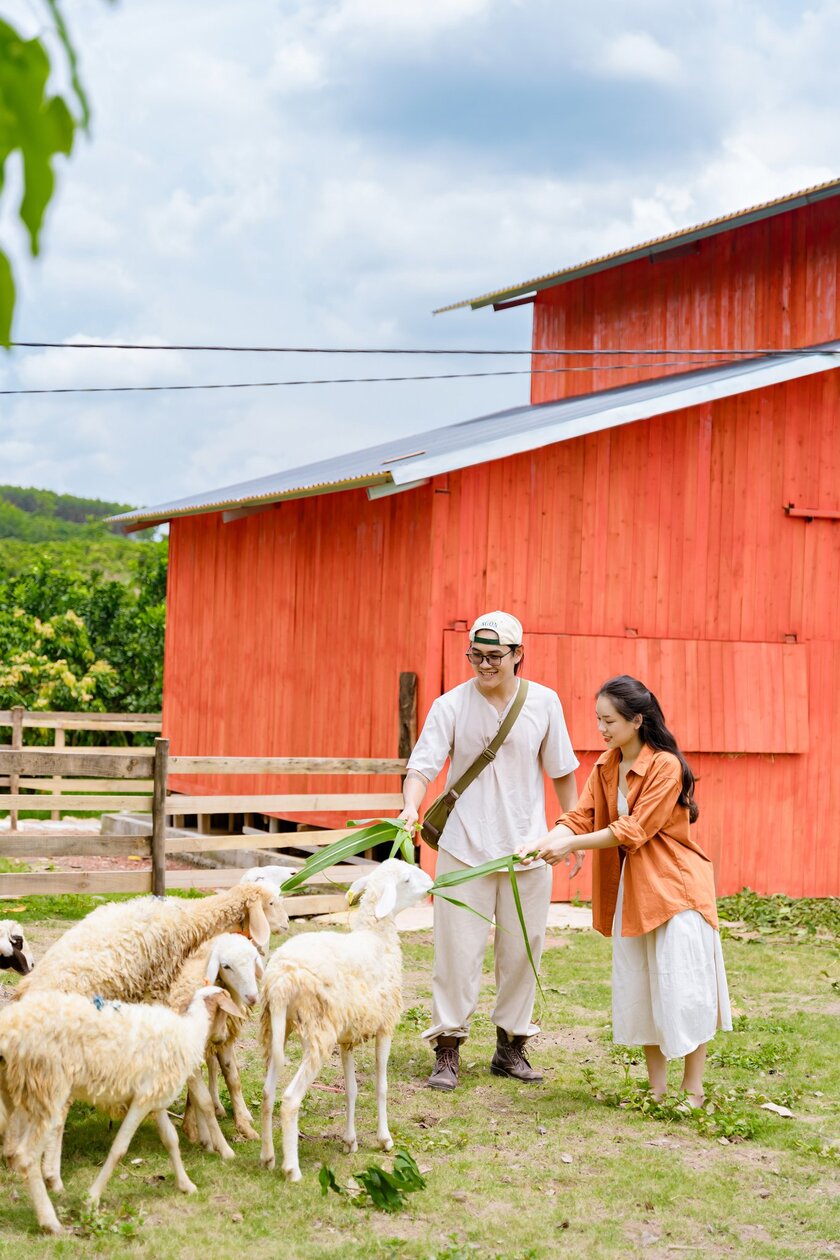 Du khách nên ghé thăm trang trại chăn nuôi để vui chơi với đàn dê, cừu, ngựa, thỏ…