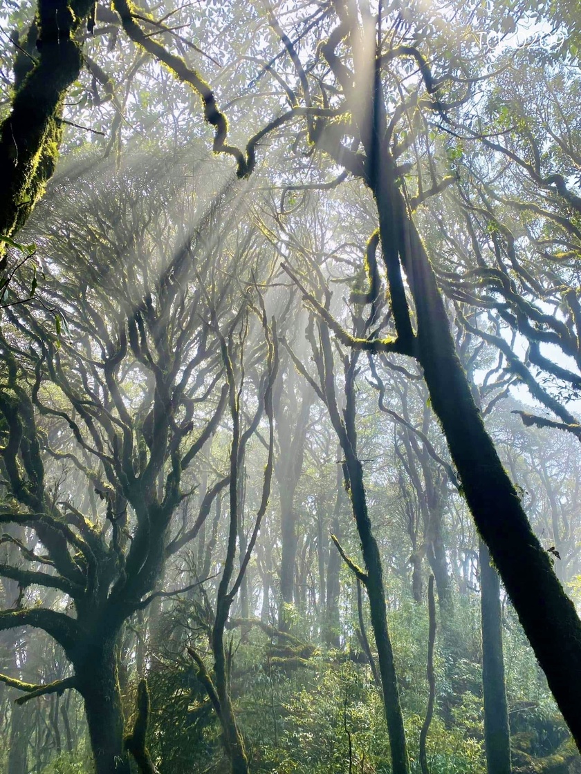 Những ray sáng xuyên qua rừng nguyên sinh đẹp như một thước phim.