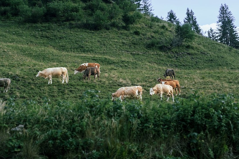 Những chú bò được chăn thả bên sườn núi.
