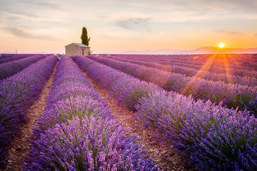 Từ lâu, cánh đồng hoa oải hương ở Vansole, thuộc vùng Provence đã nổi tiếng khắp thế giới vì vẻ đẹp mộng mơ với những luống hoa tím ngát trải dài.