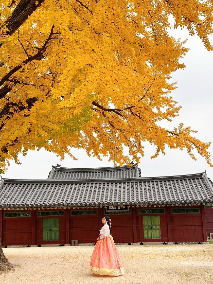 Du khách có thể trải nghiệm khoác lên mình bộ Hanbok truyền thống, rảo bước trên những con đường uốn lượn quanh cung điện và ngắm sắc lá vàng.