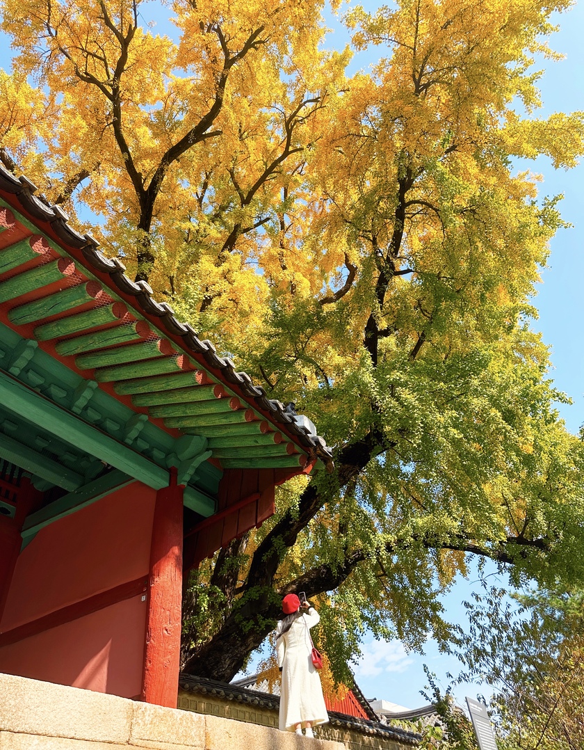 Vào mùa Thu khi những tán lá hai cây ngân hạnh này chuyển màu, chúng nhuộm vàng cả một góc ngôi trường Sungkyunkwan khiến ai đi qua cũng phải ngước nhìn.