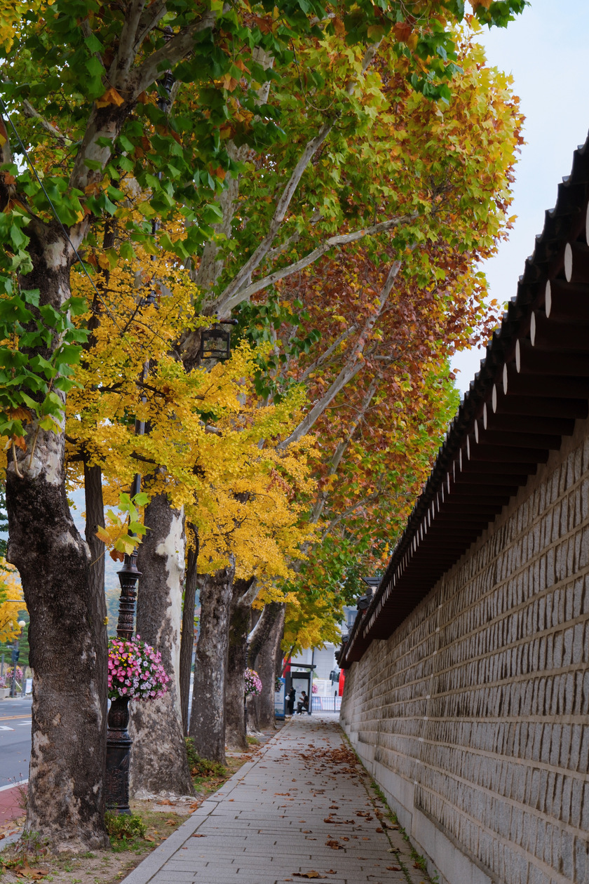 Gyeongbokgung nổi tiếng với khá nhiều cây ngân hạnh vàng rực cùng kiến trúc cung điện đặc trưng.