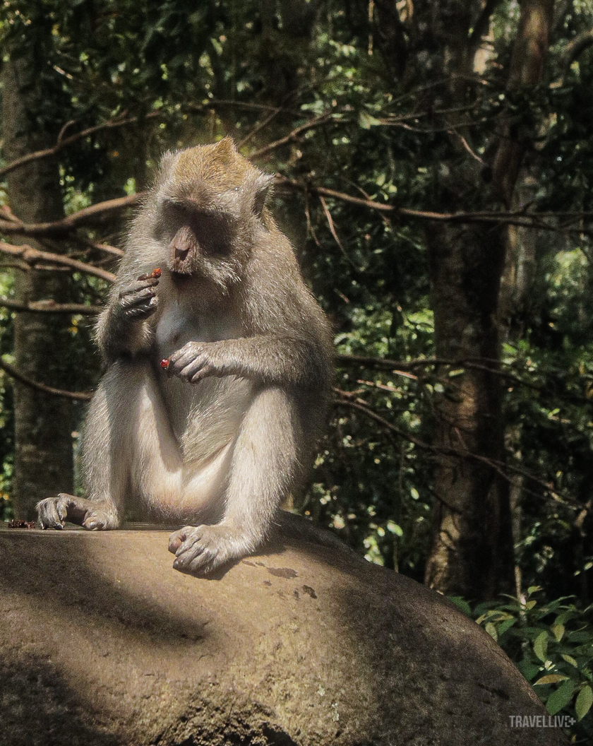 Một địa điểm linh thiêng với hơn 1.200 con khỉ đuôi dài