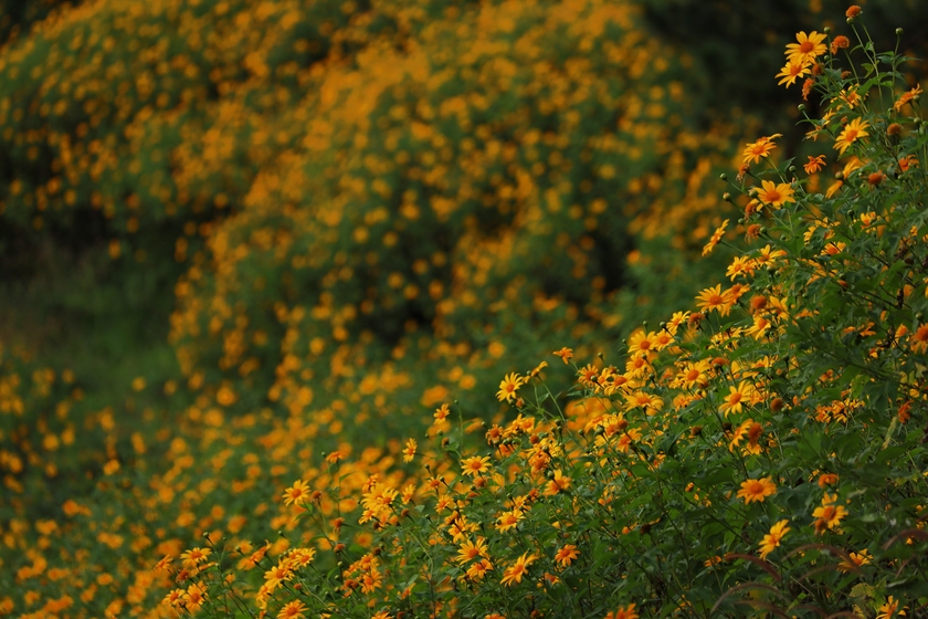 Trên dọc các sườn đồi, hoa dã quỳ mọc thành hàng dài tựa như dải lụa vàng vừa mềm mại, vừa óng ả vắt ngang đỉnh núi.