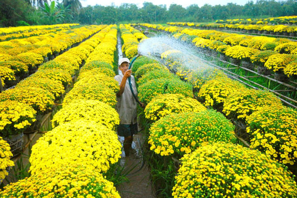 Làng hoa Sa Đéc được xem là thủ phủ hoa của vùng đồng bằng sông Cửu Long