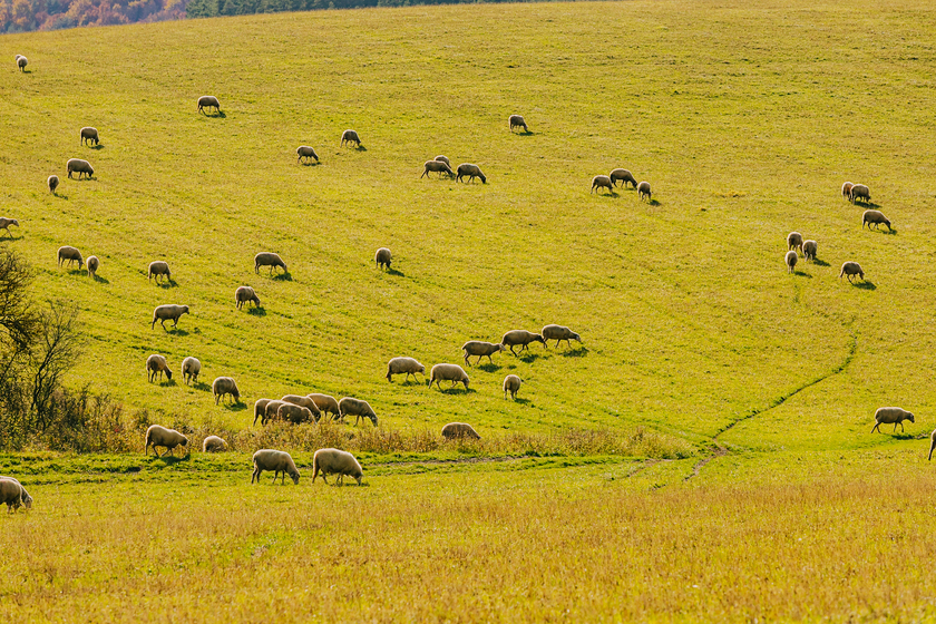 Phía bên kia đồi, từng đàn cừu thong dong gặm cỏ.