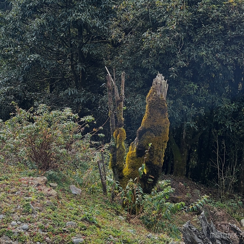 Chiếc thân cây bám đầy rêu phong.