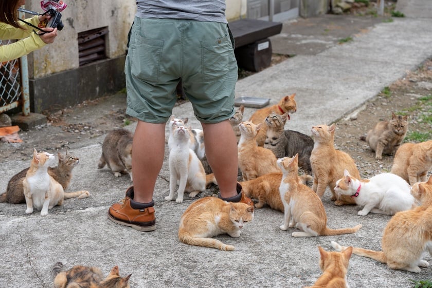 Những chú mèo trên đảo tò mò vây quanh khách du lịch