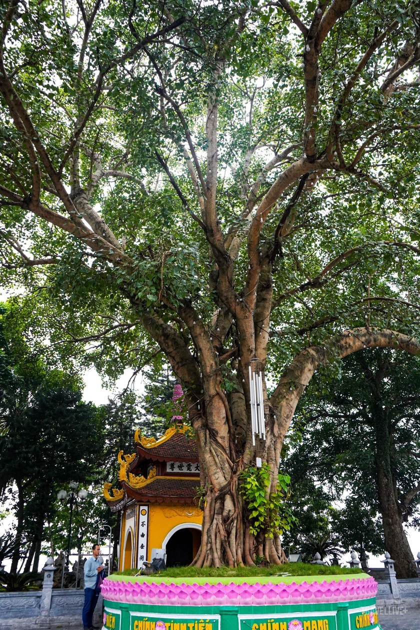 Du khách không nên bỏ lỡ qua 1 khu vực rất tâm linh tự nhiên của chùa đó chính là cây bồ đề được trồng tại chùa Trấn Quốc.