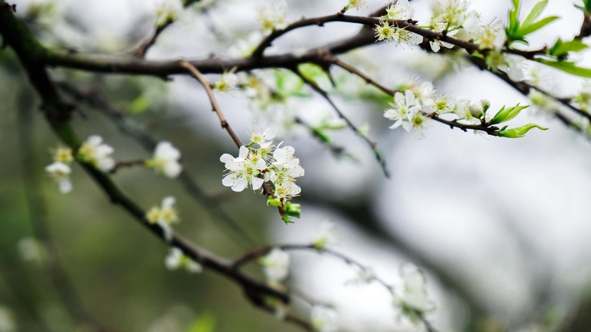 Cao nguyên Mộc Châu đang bước vào những ngày đẹp nhất năm, khi khắp nơi là sắc trắng tinh khôi của hoa mận.