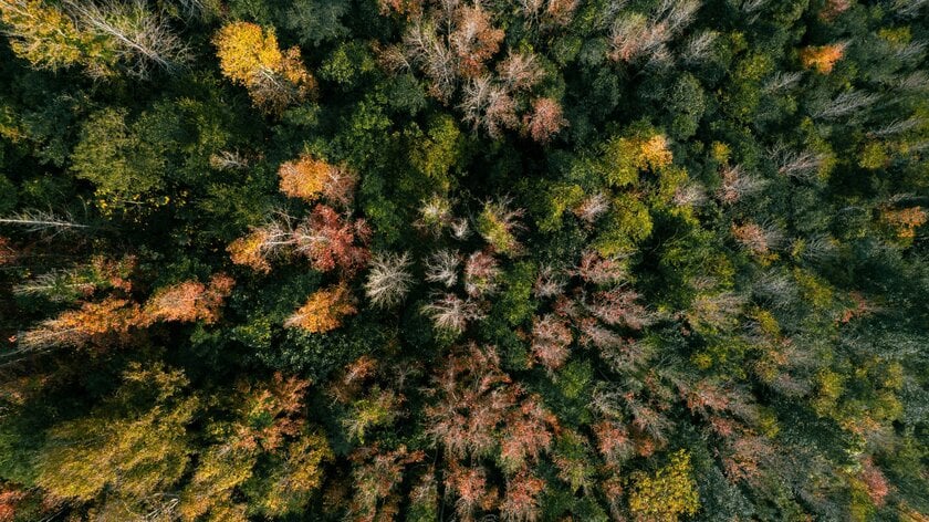 Nhìn từ trên cao, khung cảnh mùa thay lá rừng sau sau ở Quảng Trị khiến người ta phải ngỡ ngàng bởi sắc màu rực rỡ với màu vàng, đỏ, xanh và sắc trắng xám của những thân cây khẳng khiu.