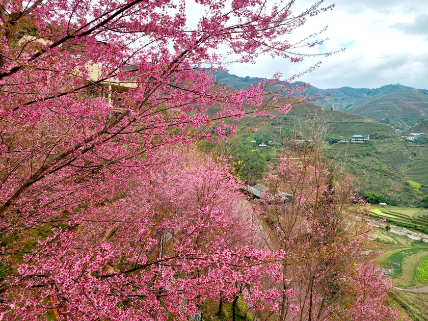 Sắc hồng của hoa Tớ Dày (hay còn gọi là hoa đào rừng) đang dần tô điểm từ những cánh rừng hùng vĩ đến từng thôn bản của huyện núi vùng cao