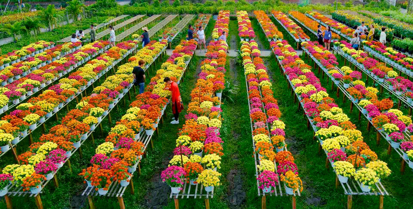 Làng hoa Sa Đéc - thủ phủ hoa lớn nhất miền Tây.