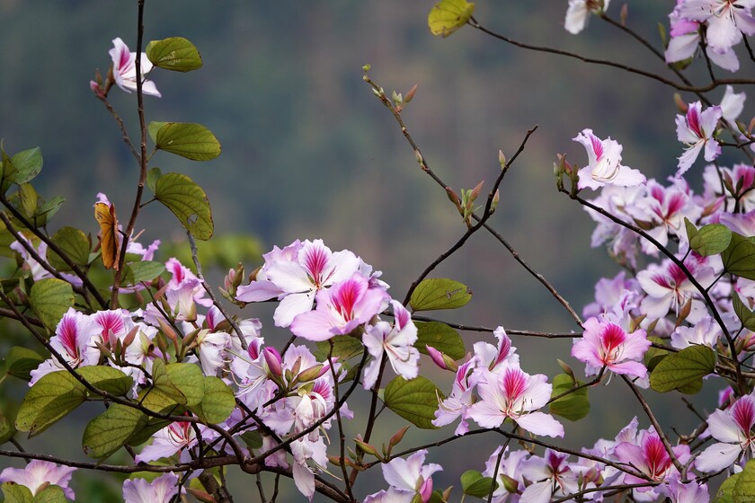 Nằm giữa hồ Tây và hồ Trúc Bạch, đường Thanh Niên đặc biệt trở nên lãng mạn hơn khi đến mùa hoa ban tím bung nở.