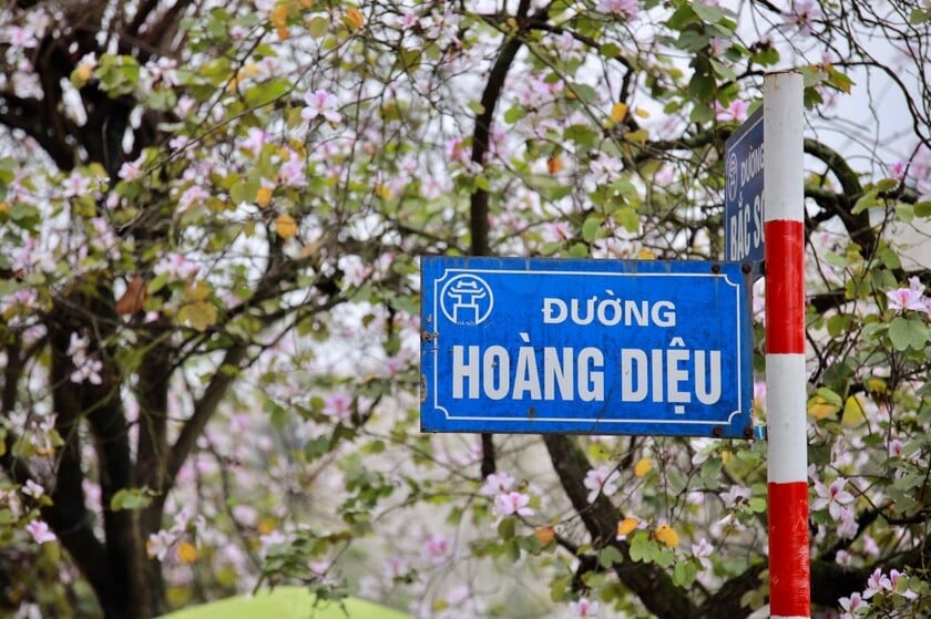 Một trong những địa điểm hoa ban nở đẹp nhất ở Hà Nội là đường Hoàng Diệu, đối diện khu vực Đài tưởng niệm Bắc Sơn.