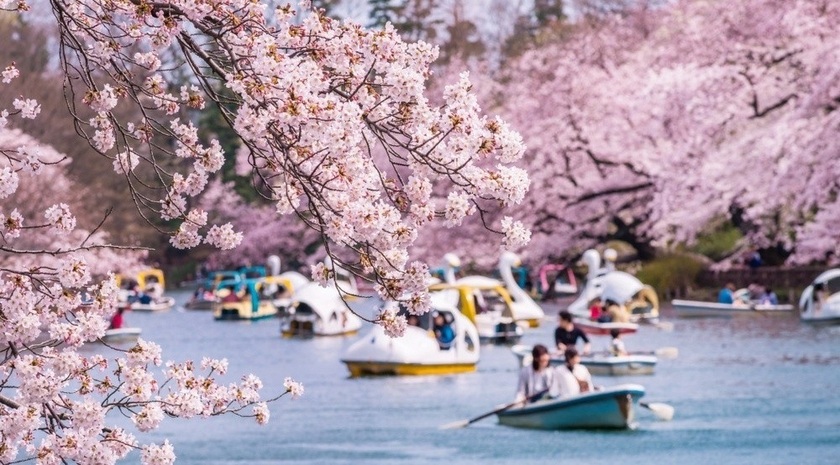 Nhật Bản có đến hơn 50 giống hoa anh đào khác nhau, vào mùa hoa nở sắc hồng – trắng – đỏ đua nhau khoe sắc rực rỡ cả vùng trời, tạo nên khung cảnh vô cùng lãng mạn.
