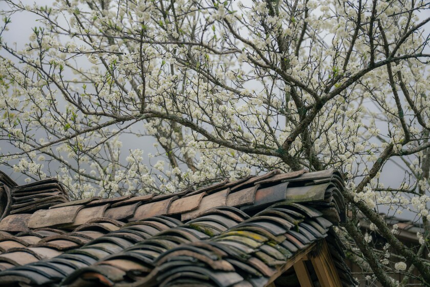 Hoa xuân phủ ôm ấp những mái nhà trình tường.
